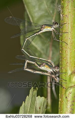 "Willow Emerald Damselflies (Chalcolestes viridis), young couple laying eggs on an Alder, Abtsgmuend, Baden-Wurttemberg, Germany, Europe" View Large Photo Image Stock Photo - "Willow Emerald Damselflies (Chalcolestes viridis), young couple laying eggs on an Alder, Abtsgmuend, Baden-Wurttemberg, Germany, Europe". Fotosearch
