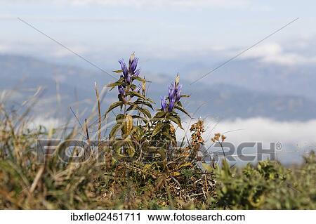 "Willow Gentian (Gentiana asclepiadea), wilted on a pasture, Leoben, Styria, Austria, Europe" View Large Photo Image Stock Image - "Willow Gentian (Gentiana asclepiadea), wilted on a pasture, Leoben, Styria, Austria, Europe". Fotosearch