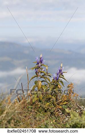"Willow Gentian (Gentiana asclepiadea), wilted on a pasture, Leoben, Styria, Austria, Europe" View Large Photo Image Stock Photo - "Willow Gentian (Gentiana asclepiadea), wilted on a pasture, Leoben, Styria, Austria, Europe". Fotosearch