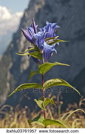"Willow Gentian (Gentiana asclepiadea), Tyrol, Austria, Europe" View Large Photo Image Stock Photo - "Willow Gentian (Gentiana asclepiadea), Tyrol, Austria, Europe". Fotosearch