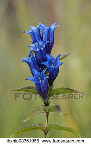 Stock Photograph - "Willow Gentian (Gentiana asclepiadea), Bavaria, Germany, Europe". Fotosearch