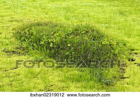 "Willow moss (Fontinalis antipyretica), Sulur, Akureyri, Iceland, Europe" View Large Photo Image Stock Image - "Willow moss (Fontinalis antipyretica), Sulur, Akureyri, Iceland, Europe". Fotosearch