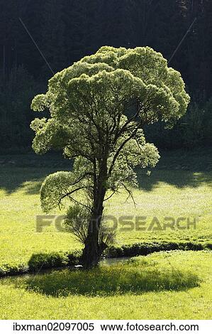"Willow (Salix) on the Aufsess River near Neuhaus, Aufsesstal valley, Little Switzerland, Upper Franconia, Franconia, Bavaria, Germany, Europe" View Large Photo Image Stock Photography - "Willow (Salix) on the Aufsess River near Neuhaus, Aufsesstal valley, Little Switzerland, Upper Franconia, Franconia, Bavaria, Germany, Europe". Fotosearch