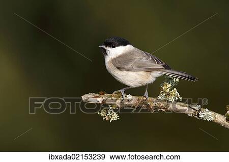 "Willow Tit (Parus caeruleus) perched on a lichen-covered branch, Neunkirchen, Siegerland district, North Rhine-Westphalia, Germany, Europe" View Large Photo Image Stock Photo - "Willow Tit (Parus caeruleus) perched on a lichen-covered branch, Neunkirchen, Siegerland district, North Rhine-Westphalia, Germany, Europe". Fotosearch