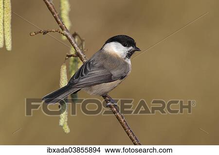 "Willow Tit (Parus montanus) perched on a flowering Hazel branch (Corylus avellana), North Rhine-Westphalia, Germany, Europe" View Large Photo Image Picture - "Willow Tit (Parus montanus) perched on a flowering Hazel branch (Corylus avellana), North Rhine-Westphalia, Germany, Europe". Fotosearch