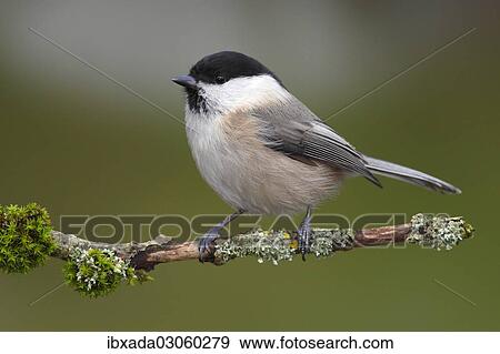 Stock Photo - "Willow Tit (Parus montanus) perched on a branch, Neunkirchen, Siegerland, North Rhine-Westphalia, Germany, Europe". Fotosearch