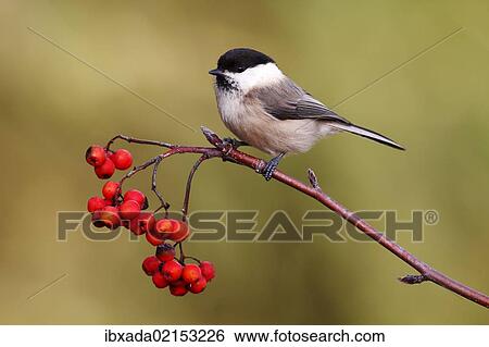 "Willow Tit (Parus montanus) perched on a branch with red berries, Rowan or Mountain Ash (Sorbus aucuparia), Neunkirchen, Siegerland district, North Rhine-Westphalia, Germany, Europe" View Large Photo Image Stock Photograph - "Willow Tit (Parus montanus) perched on a branch with red berries, Rowan or Mountain Ash (Sorbus aucuparia), Neunkirchen, Siegerland district, North Rhine-Westphalia, Germany, Europe". Fotosearch