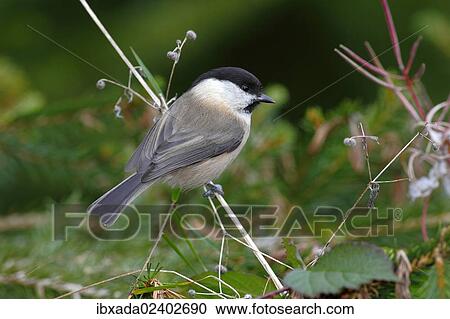 "Willow Tit (Parus montanus) sitting on a blade of grass in a garden, Neunkirchen in Siegerland, North Rhine-Westphalia, Germany, Europe" View Large Photo Image Stock Image - "Willow Tit (Parus montanus) sitting on a blade of grass in a garden, Neunkirchen in Siegerland, North Rhine-Westphalia, Germany, Europe". Fotosearch