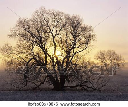 "Willow tree (Salix sp. ) at sunrise, Hassleben, Thuringia, Germany, Europe" View Large Photo Image Stock Photograph - "Willow tree (Salix sp. ) at sunrise, Hassleben, Thuringia, Germany, Europe". Fotosearch