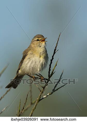 Stock Image - "Willow Warbler (Phylloscopus trochilus), Texel, West Frisian Islands, province of North Holland, Holland, The Netherlands, Europe". Fotosearch