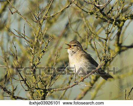 "Willow Warbler (Phylloscopus trochilus), Texel, West Frisian Islands, province of North Holland, Holland, The Netherlands, Europe" View Large Photo Image Stock Image - "Willow Warbler (Phylloscopus trochilus), Texel, West Frisian Islands, province of North Holland, Holland, The Netherlands, Europe". Fotosearch