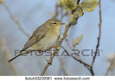 "Willow Warbler (Phylloscopus trochilus) perched on a catkins bush, Texel, West Frisian Islands, province of North Holland, The Netherlands, Europe" View Large Photo Image Stock Image - "Willow Warbler (Phylloscopus trochilus) perched on a catkins bush, Texel, West Frisian Islands, province of North Holland, The Netherlands, Europe". Fotosearch