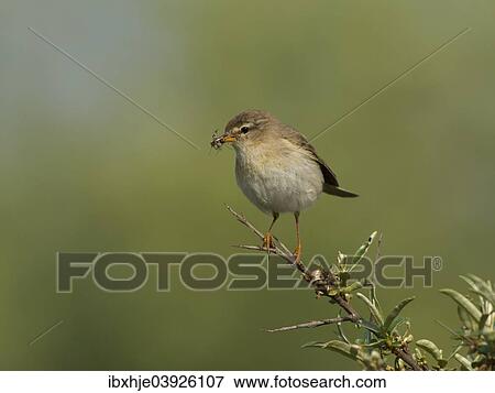 "Willow Warbler (Phylloscopus trochilus), Texel, West Frisian Islands, province of North Holland, Holland, The Netherlands, Europe" View Large Photo Image Stock Photo - "Willow Warbler (Phylloscopus trochilus), Texel, West Frisian Islands, province of North Holland, Holland, The Netherlands, Europe". Fotosearch