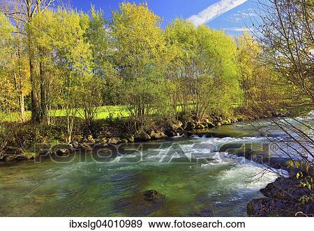 "Willows (Salix sp. ) with yellow autumnal foliage, on the banks of the Leitzach river, Leitzachtal valley near Fischbachau, alpine upland, Bavaria, Germany, Europe" View Large Photo Image Stock Photo - "Willows (Salix sp. ) with yellow autumnal foliage, on the banks of the Leitzach river, Leitzachtal valley near Fischbachau, alpine upland, Bavaria, Germany, Europe". Fotosearch