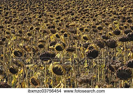"Wilted field of field of sunflowers (Helianthus annuus), Knetzgau, Lower Franconia, Bavaria, Germany, Europe" View Large Photo Image Picture - "Wilted field of field of sunflowers (Helianthus annuus), Knetzgau, Lower Franconia, Bavaria, Germany, Europe". Fotosearch