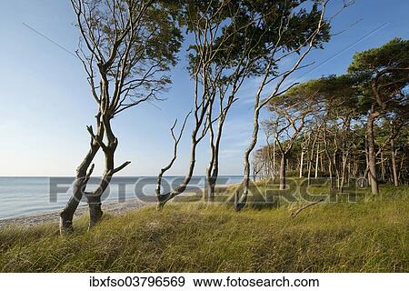 "Wind-bent beeches (Fagus sylvatica) and pines (Pinus sylvestris), Weststrand beach, Baltic Sea, Darss, Western Pomerania Lagoon Area National Park, Germany, Europe" View Large Photo Image Stock Photo - "Wind-bent beeches (Fagus sylvatica) and pines (Pinus sylvestris), Weststrand beach, Baltic Sea, Darss, Western Pomerania Lagoon Area National Park, Germany, Europe". Fotosearch