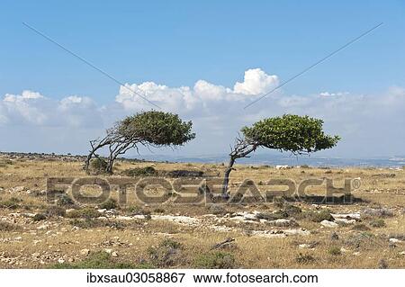 Stock Photo - "Wind blown trees, growth anomalies, two Carob Trees (Ceratonia siliqua) growing in one direction from the wind, Cap Aspro, Pissouri bei Paphos, Republik Zypern, Cyprus, Europe". Fotosearch