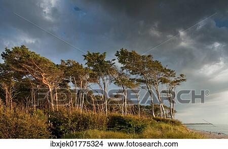 "Wind-blown trees, West Beach, Darss, Western Pomerania Lagoon Area National Park, Mecklenburg-Western Pomerania, Germany, Europe" View Large Photo Image Picture - "Wind-blown trees, West Beach, Darss, Western Pomerania Lagoon Area National Park, Mecklenburg-Western Pomerania, Germany, Europe". Fotosearch