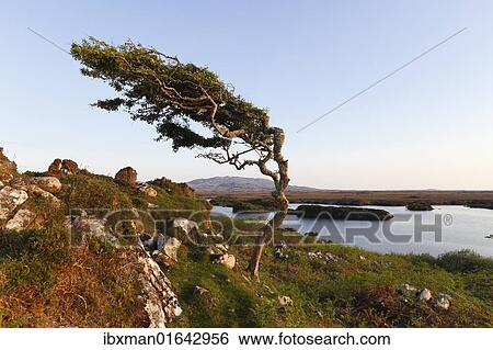 "Wind-formed tree, Emlaghmore, Connemara, County Galway, Republic of Ireland, Europe" View Large Photo Image Stock Photograph - "Wind-formed tree, Emlaghmore, Connemara, County Galway, Republic of Ireland, Europe". Fotosearch