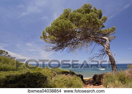 "Wind shaped pine tree on the beach of Punta de S'Aguila, Majorca, Balearic Islands, Spain, Europe" View Large Photo Image Picture - "Wind shaped pine tree on the beach of Punta de S'Aguila, Majorca, Balearic Islands, Spain, Europe". Fotosearch