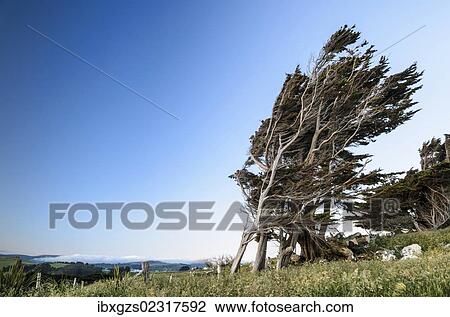 Stock Image - "Wind-shaped tree, Otago Peninsula, South Island, New Zealand, Oceania". Fotosearch