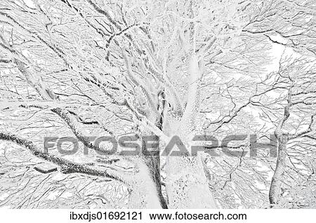 "Windbent beech on Mt. Schauinsland, Black Forest, Baden-Wuerttemberg, Germany, Europe" View Large Photo Image Stock Image - "Windbent beech on Mt. Schauinsland, Black Forest, Baden-Wuerttemberg, Germany, Europe". Fotosearch