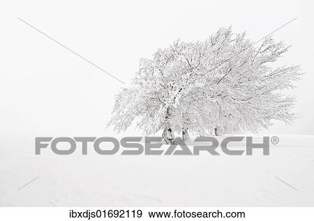 "Windbent beech on Mt. Schauinsland, Black Forest, Baden-Wuerttemberg, Germany, Europe" View Large Photo Image Stock Photo - "Windbent beech on Mt. Schauinsland, Black Forest, Baden-Wuerttemberg, Germany, Europe". Fotosearch