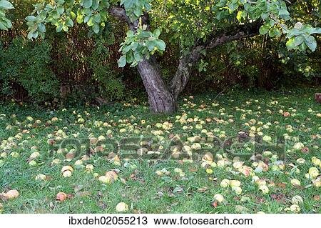 "Windfall apples, Allgaeu, Bavaria, Germany, Europe" View Large Photo Image Stock Image - "Windfall apples, Allgaeu, Bavaria, Germany, Europe". Fotosearch