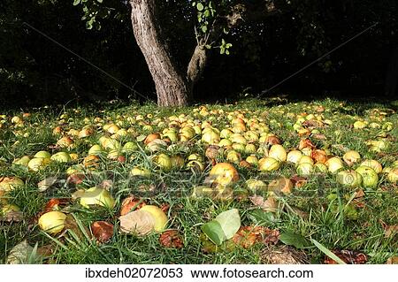 "Windfall apples, organic farming, Unterallgaeu, Allgaeu, Bavaria, Germany, Europe" View Large Photo Image Stock Image - "Windfall apples, organic farming, Unterallgaeu, Allgaeu, Bavaria, Germany, Europe". Fotosearch