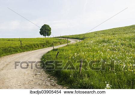 "Winding dirt road with a tree and a flower meadow, near Freiburg im Breisgau, Black Forest, Baden-Wurttemberg, Germany, Europe" View Large Photo Image Picture - "Winding dirt road with a tree and a flower meadow, near Freiburg im Breisgau, Black Forest, Baden-Wurttemberg, Germany, Europe". Fotosearch