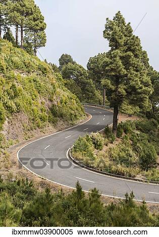 "Winding road to Roque de los Muchachos, surrounded by trees, La Palma, Canary Islands, Spain, Europe" View Large Photo Image Stock Photography - "Winding road to Roque de los Muchachos, surrounded by trees, La Palma, Canary Islands, Spain, Europe". Fotosearch