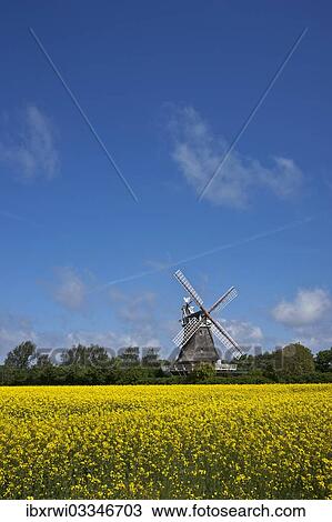 "Windmill, yellow field of rape and a blue sky, Oldsum, Fohr, North Frisian Islands, Schleswig-Holstein, Germany, Europe" View Large Photo Image Stock Image - "Windmill, yellow field of rape and a blue sky, Oldsum, Fohr, North Frisian Islands, Schleswig-Holstein, Germany, Europe". Fotosearch