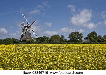 "Windmill, yellow field of rape and a blue sky, Oldsum, Fohr, North Frisian Islands, Schleswig-Holstein, Germany, Europe" View Large Photo Image Stock Photograph - "Windmill, yellow field of rape and a blue sky, Oldsum, Fohr, North Frisian Islands, Schleswig-Holstein, Germany, Europe". Fotosearch