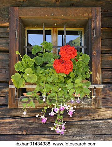 "Window with flower box, Laerchkaralm mountain lodge, Donnersbachwald, Styria, Austria, Europe" View Large Photo Image Stock Photography - "Window with flower box, Laerchkaralm mountain lodge, Donnersbachwald, Styria, Austria, Europe". Fotosearch