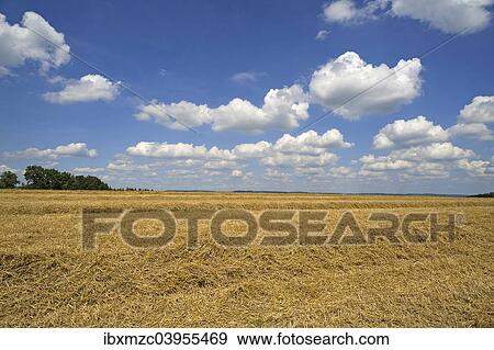 "Windrows of straw on a stubble field with cloudy sky, Bavaria, Germany, Europe" View Large Photo Image Stock Photo - "Windrows of straw on a stubble field with cloudy sky, Bavaria, Germany, Europe". Fotosearch