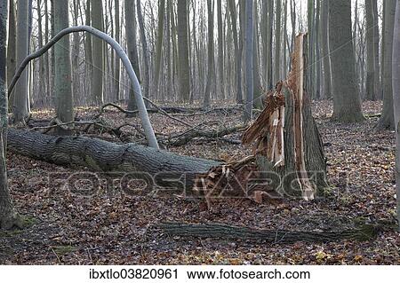 "Windsnap in the forest of Nienhagen, Mecklenburg-Vorpommern, Germany, Europe" View Large Photo Image Stock Image - "Windsnap in the forest of Nienhagen, Mecklenburg-Vorpommern, Germany, Europe". Fotosearch