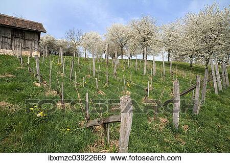 "Wine growing, 18 - 19 century, Frankisches Freilandmuseum Bad Windsheim open-air museum, Bad Windsheim, Middle Franconia, Franconia, Bavaria, Germany, Europe" View Large Photo Image Stock Photo - "Wine growing, 18 - 19 century, Frankisches Freilandmuseum Bad Windsheim open-air museum, Bad Windsheim, Middle Franconia, Franconia, Bavaria, Germany, Europe". Fotosearch