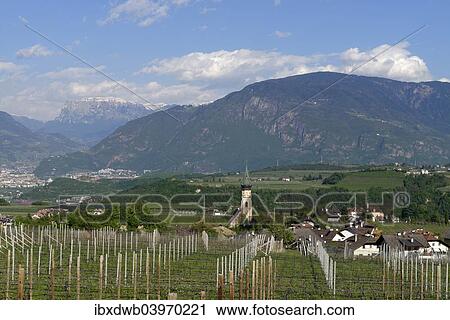 "Wine growing, at St. Paul's on the Wine Route, Uberetsch South Tyrol, Italy, Europe" View Large Photo Image Stock Image - "Wine growing, at St. Paul's on the Wine Route, Uberetsch South Tyrol, Italy, Europe". Fotosearch