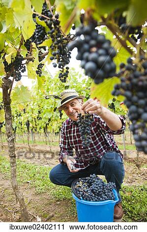 "Winemaker or vintner displaying harvested grapes, Rhineland-Palatinate, Germany, Europe" View Large Photo Image Stock Image - "Winemaker or vintner displaying harvested grapes, Rhineland-Palatinate, Germany, Europe". Fotosearch