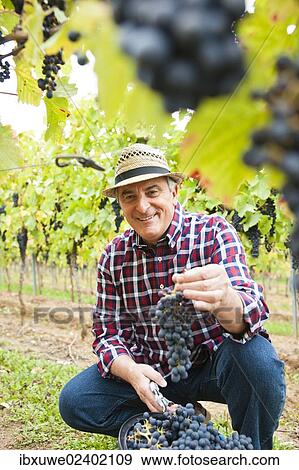 "Winemaker or vintner displaying harvested grapes, Rhineland-Palatinate, Germany, Europe" View Large Photo Image Stock Photo - "Winemaker or vintner displaying harvested grapes, Rhineland-Palatinate, Germany, Europe". Fotosearch