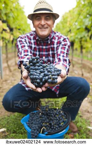 Picture - "Winemaker or vintner harvesting grapes in his vineyard, Rhineland-Palatinate, Germany, Europe". Fotosearch