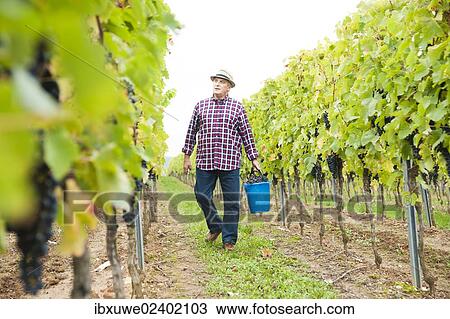 "Winemaker or vintner harvesting grapes in his vineyard, Rhineland-Palatinate, Germany, Europe" View Large Photo Image Stock Image - "Winemaker or vintner harvesting grapes in his vineyard, Rhineland-Palatinate, Germany, Europe". Fotosearch