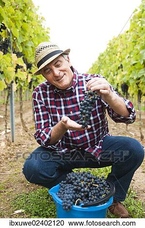 "Winemaker or vintner harvesting grapes in his vineyard, Rhineland-Palatinate, Germany, Europe" View Large Photo Image Stock Image - "Winemaker or vintner harvesting grapes in his vineyard, Rhineland-Palatinate, Germany, Europe". Fotosearch