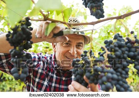"Winemaker or vintner harvesting grapes in his vineyard, Rhineland-Palatinate, Germany, Europe" View Large Photo Image Stock Photo - "Winemaker or vintner harvesting grapes in his vineyard, Rhineland-Palatinate, Germany, Europe". Fotosearch