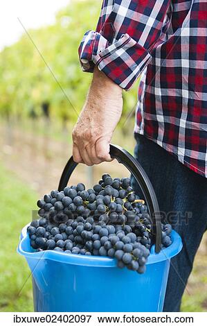 "Winemaker or vintner harvesting grapes in his vineyard, Rhineland-Palatinate, Germany, Europe" View Large Photo Image Stock Photo - "Winemaker or vintner harvesting grapes in his vineyard, Rhineland-Palatinate, Germany, Europe". Fotosearch