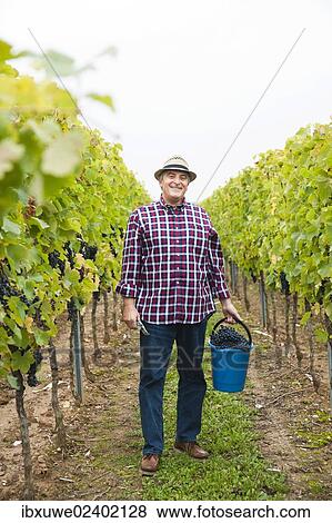 "Winemaker or vintner harvesting grapes in his vineyard, Rhineland-Palatinate, Germany, Europe" View Large Photo Image Stock Photo - "Winemaker or vintner harvesting grapes in his vineyard, Rhineland-Palatinate, Germany, Europe". Fotosearch