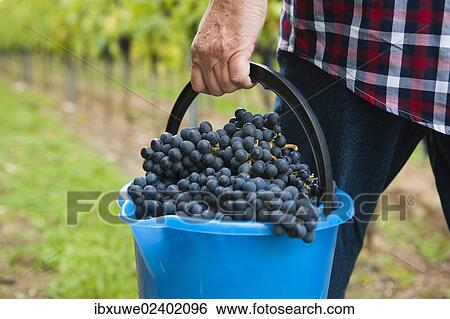 "Winemaker or vintner harvesting grapes in his vineyard, Rhineland-Palatinate, Germany, Europe" View Large Photo Image Stock Photograph - "Winemaker or vintner harvesting grapes in his vineyard, Rhineland-Palatinate, Germany, Europe". Fotosearch