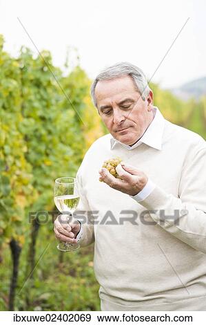 "Winemaker or vintner holding a glass of wine in his vineyard, Rhineland-Palatinate, Germany, Europe" View Large Photo Image Stock Photo - "Winemaker or vintner holding a glass of wine in his vineyard, Rhineland-Palatinate, Germany, Europe". Fotosearch