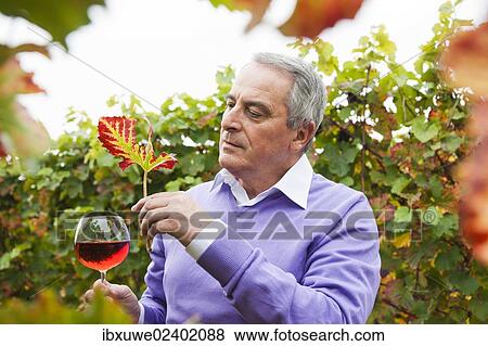"Winemaker or vintner holding a glass of wine in his vineyard, Rhineland-Palatinate, Germany, Europe" View Large Photo Image Stock Photo - "Winemaker or vintner holding a glass of wine in his vineyard, Rhineland-Palatinate, Germany, Europe". Fotosearch