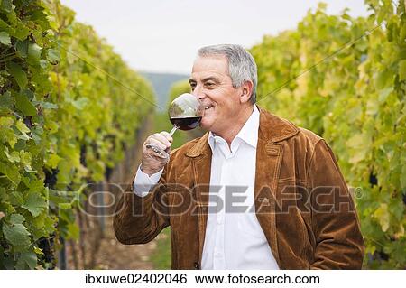 "Winemaker or vintner standing with a glass of red wine in his vineyard, Rhineland-Palatinate, Germany, Europe" View Large Photo Image Stock Photograph - "Winemaker or vintner standing with a glass of red wine in his vineyard, Rhineland-Palatinate, Germany, Europe". Fotosearch